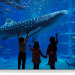 kaiyukan | Osaka Aquarium