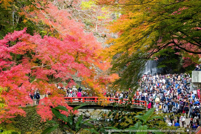 ญี่ปุ่นใบไม้เปลี่ยนสี |japan autumn leaves | japan autumn foliage