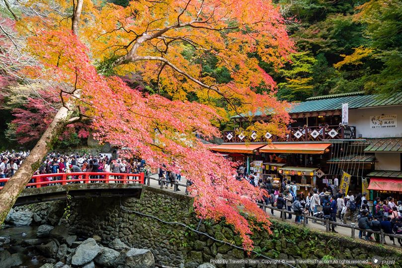 ญี่ปุ่นใบไม้เปลี่ยนสี |japan autumn leaves | japan autumn foliage