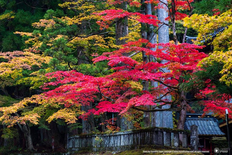 ญี่ปุ่นใบไม้เปลี่ยนสี |japan autumn leaves | japan autumn foliage