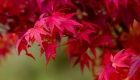 ญี่ปุ่นใบไม้เปลี่ยนสี |japan autumn leaves | japan autumn foliage