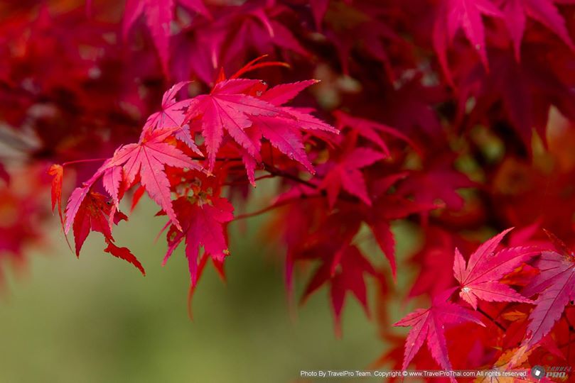 ญี่ปุ่นใบไม้เปลี่ยนสี |japan autumn leaves | japan autumn foliage